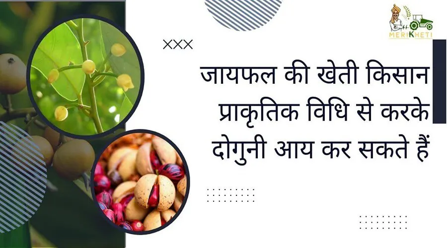 जायफल की खेती किसान प्राकृतिक विधि से करके दोगुनी आय कर सकते हैं