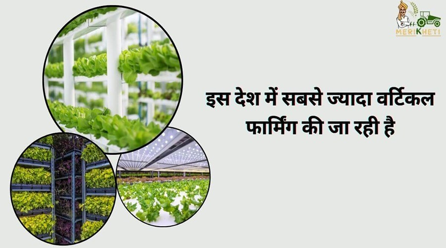 इस देश में सबसे ज्यादा वर्टिकल फार्मिंग (Vertical farming) की जा रही है