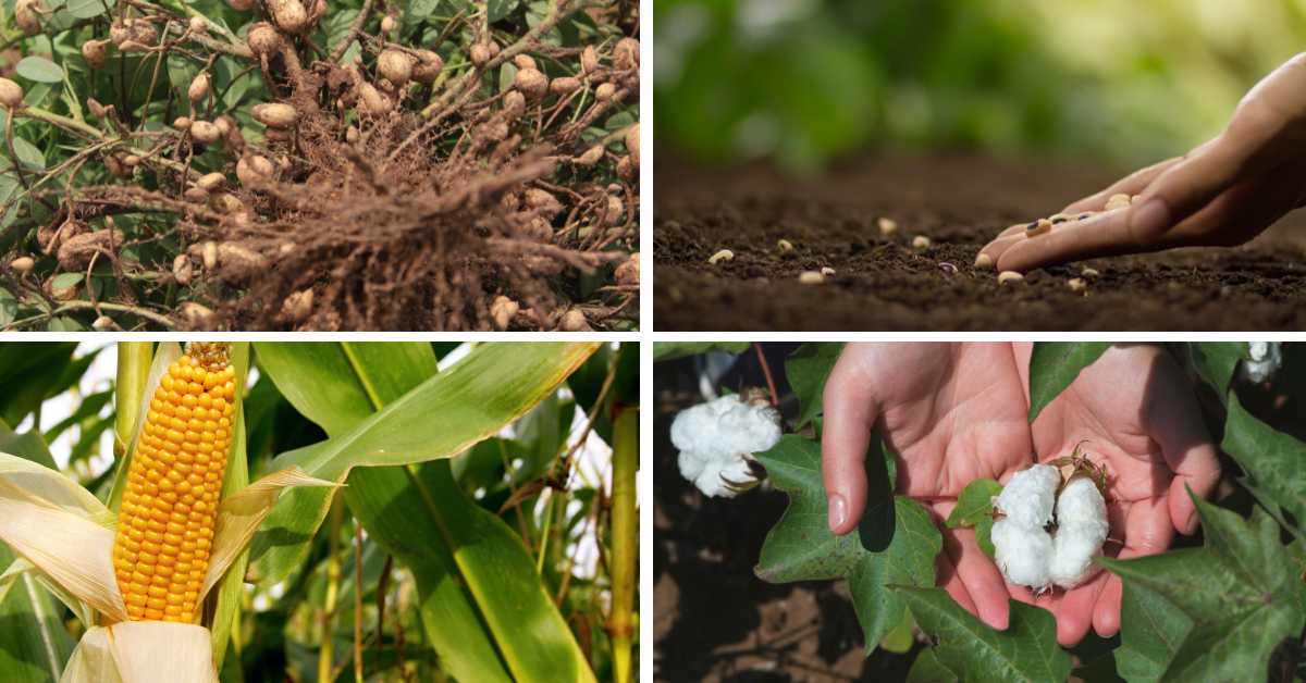 मार्च-अप्रैल में उगाई जाने वाली फसलों की उत्तम किस्में व उनका उपचार क्या है?