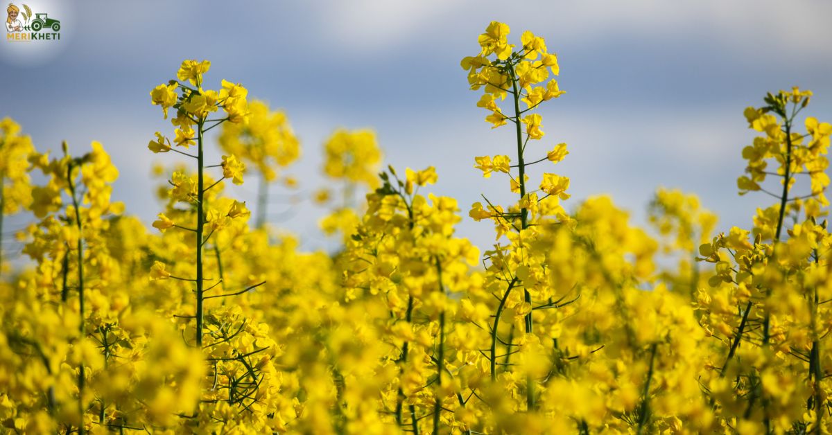 सरसों की खेती - सरसों की इन उन्नत किस्मों से बढ़ेगा सरसों का उत्पादन