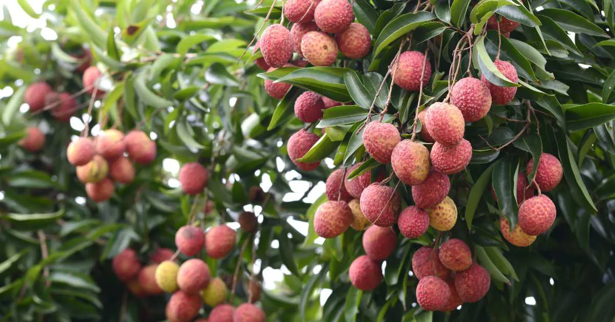 लीची की इन किस्मों को उगाकर आप भी कमा सकते है अच्छा मुनाफा