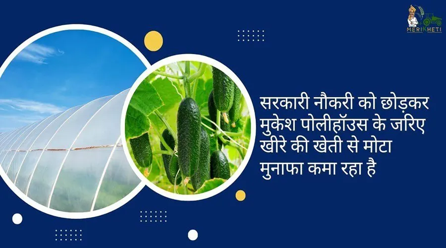 सरकारी नौकरी को छोड़कर मुकेश पॉलीहाउस के जरिए खीरे की खेती से मोटा मुनाफा कमा रहा है