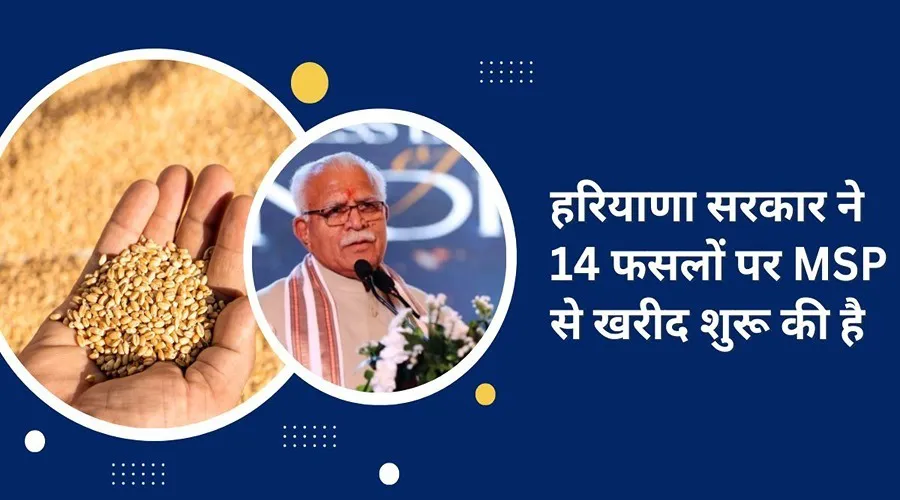 हरियाणा सरकार ने 14 फसलों पर MSP से खरीद शुरू की है