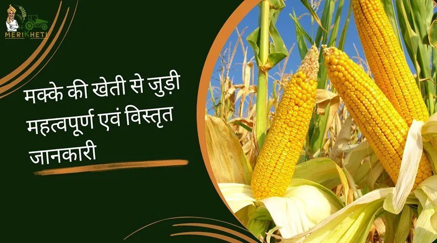 मक्के की खेती से जुड़ी महत्वपूर्ण एवं विस्तृत जानकारी