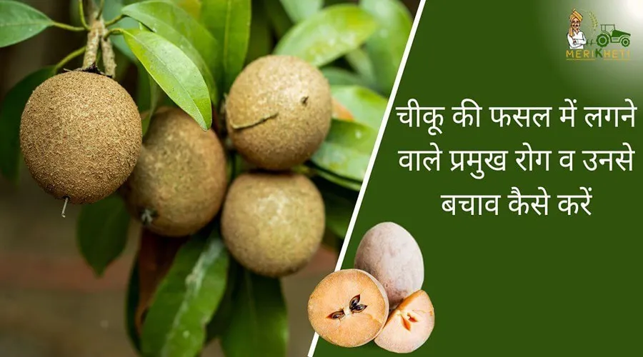 Chiku Farming: चीकू की फसल में लगने वाले प्रमुख रोग व उनसे बचाव कैसे करें