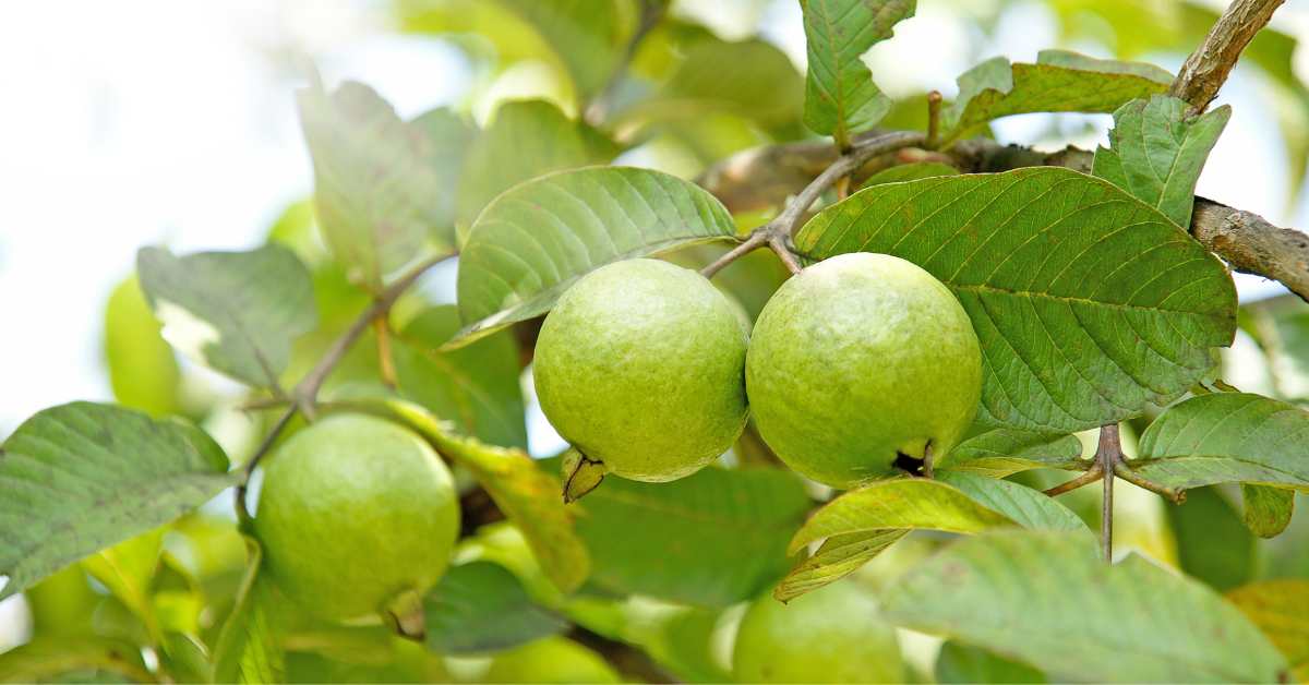 Detailed information related to guava cultivation