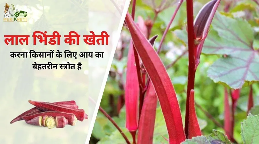 Red Ladyfinger: लाल भिंडी की खेती करना किसानों के लिए आय का बेहतरीन स्त्रोत है