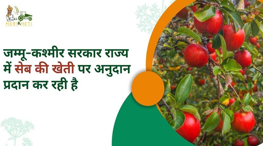 जम्मू-कश्मीर सरकार राज्य में सेब की खेती पर अनुदान प्रदान कर रही है