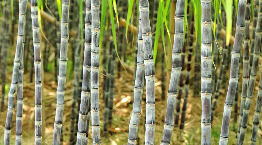 इस राज्य में बढ़ेगी गन्ने की कीमत, गन्ना किसानों को मिलेगा लाभ