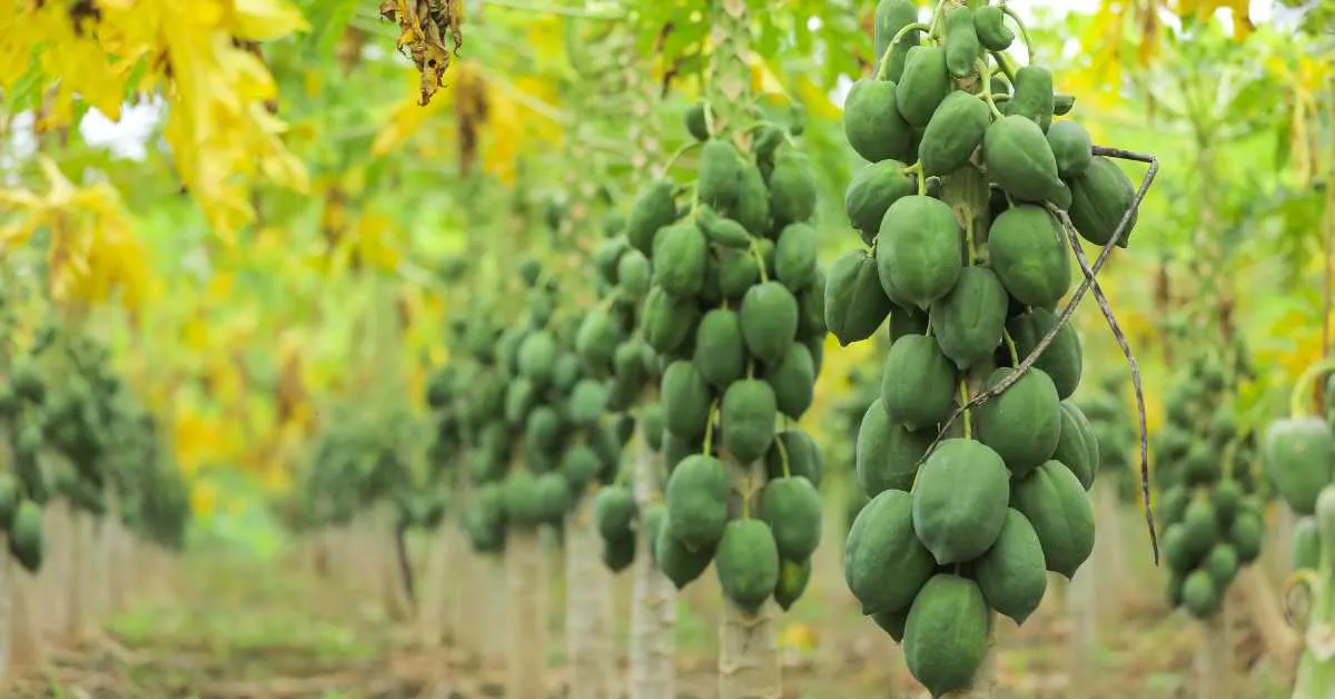पपीते की खेती: उन्नत किस्में, पौध तैयार करना और अधिक मुनाफा कैसे कमाएँ?