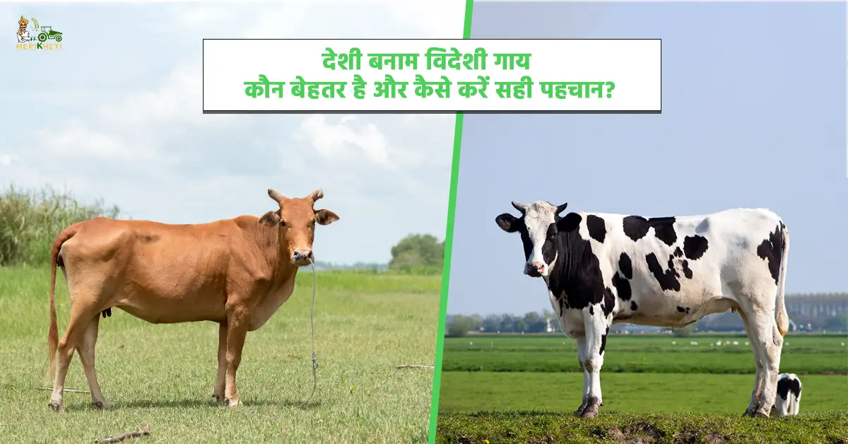देशी बनाम विदेशी गाय: कौन है बेहतर और कैसे करें सही पहचान?