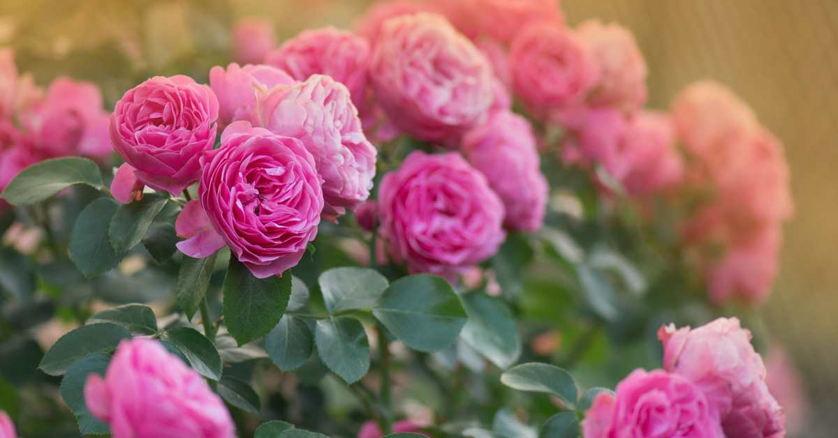अप्रैल माह में गुलाब के फूल की खेती की विस्तृत जानकारी 