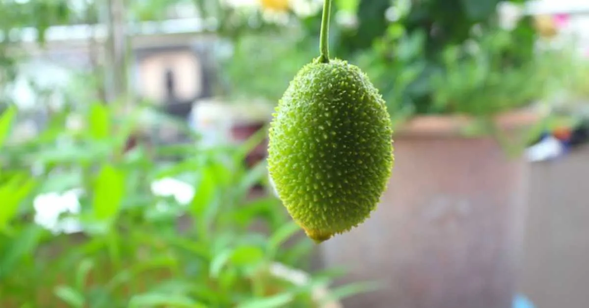  Know complete information about forest bitter gourd