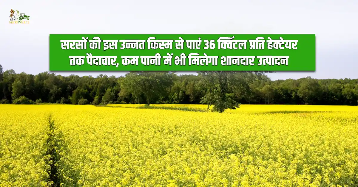सरसों की इस उन्नत किस्म से पाएं 36 क्विंटल प्रति हेक्टेयर तक पैदावार, कम पानी में भी मिलेगा शानदार उत्पादन