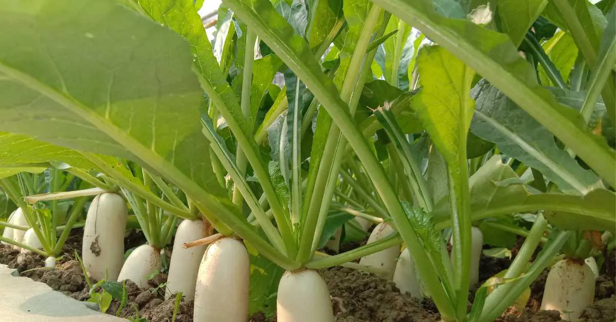 मूली की सफल खेती से जुड़ी महत्वपूर्ण जानकारी
