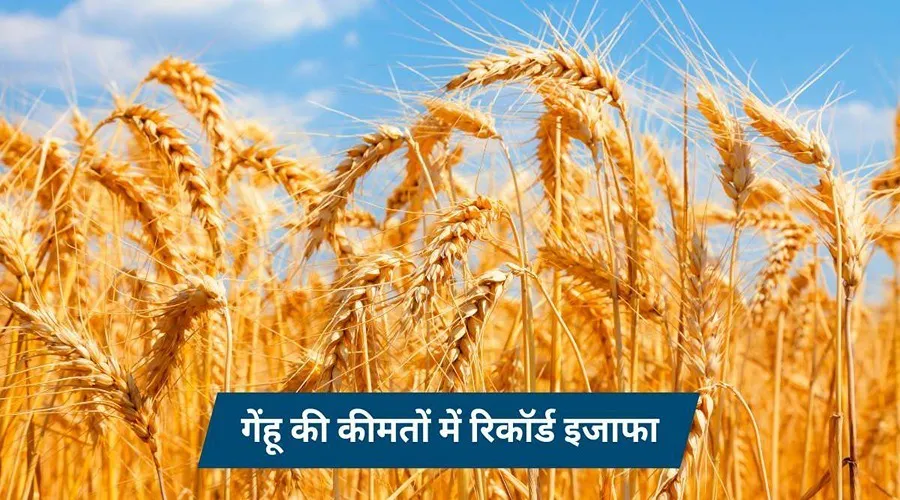 दिवाली से पहले ही गेहूं की कीमतों में रिकॉर्ड इजाफा दर्ज किया गया
