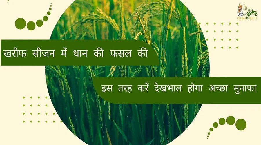 खरीफ सीजन में धान की फसल की इस तरह करें देखभाल होगा अच्छा मुनाफा