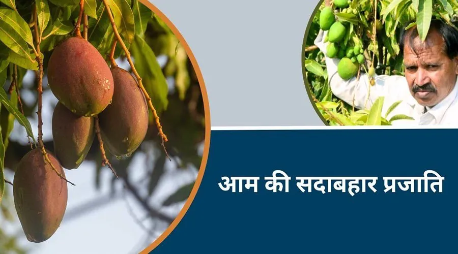 मिठास से भरपूर आम की इस सदाबहार प्रजाति से बारह महीने फल मिलेंगे