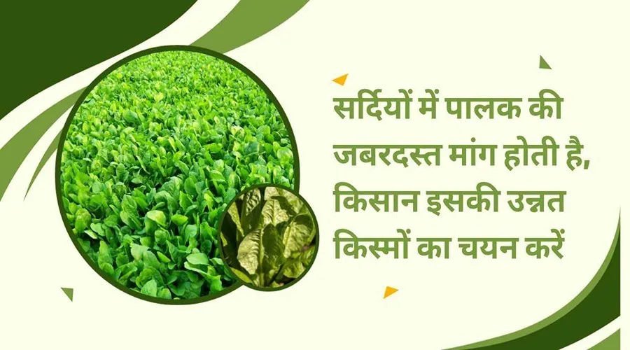 सर्दियों में पालक की जबरदस्त मांग होती है, किसान इसकी उन्नत किस्मों का चयन करें