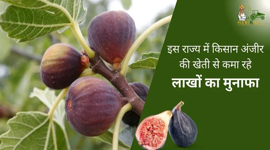 इस राज्य में किसान अंजीर की खेती से कमा रहे लाखों का मुनाफा