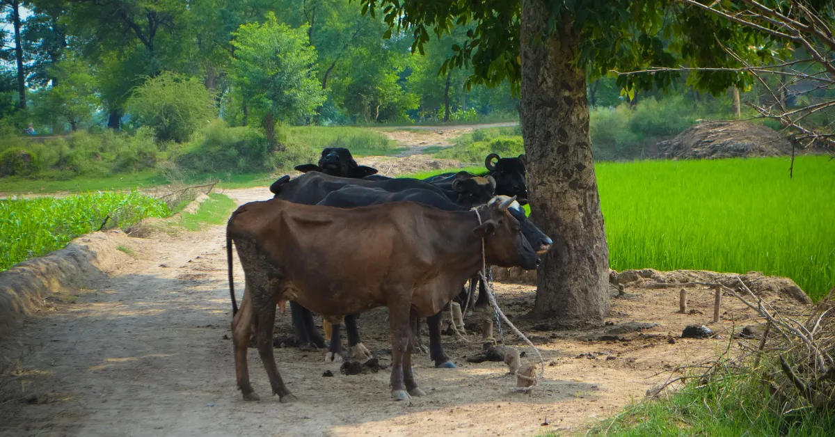 जानिए गर्मी के मौसम में कैसे रखे पशुपालक अपने दुधारू पशुओं का ध्यान
