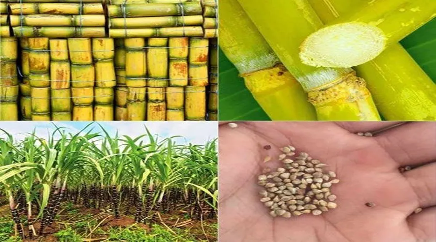 गन्ना:पैसा, सेहत से करेगा मालामाल
