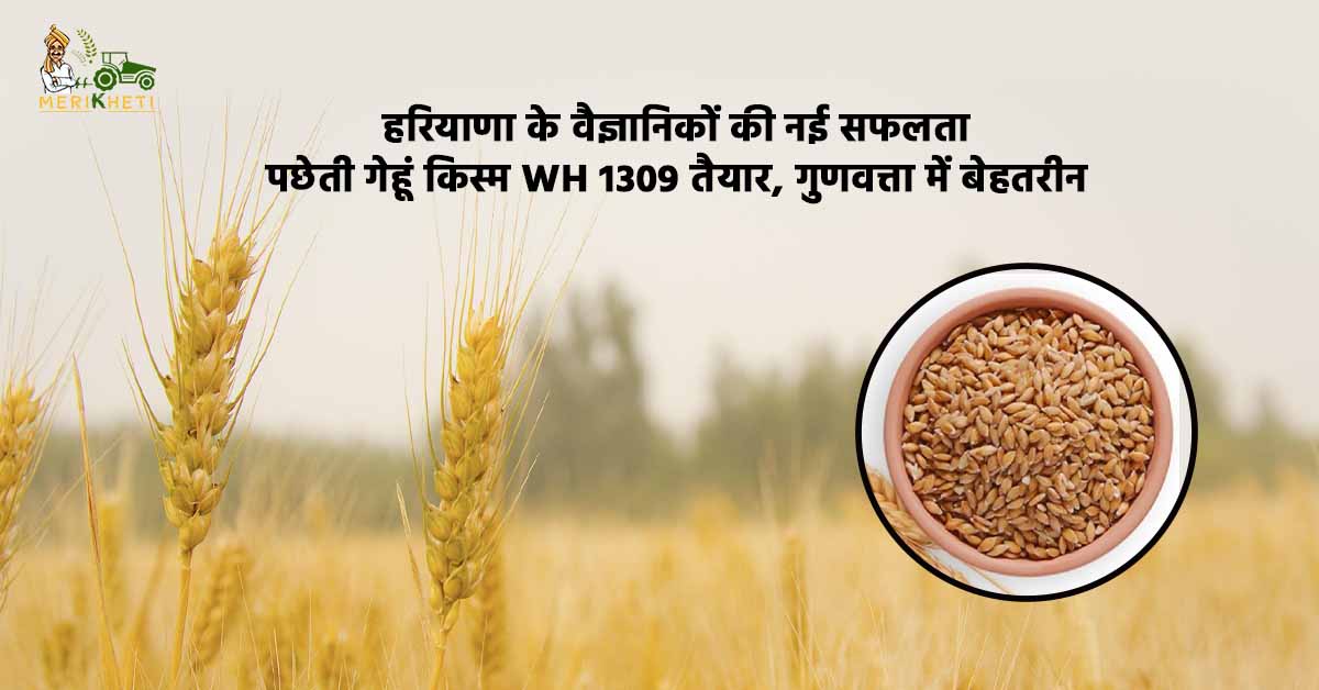 हरियाणा के वैज्ञानिकों की नई सफलता