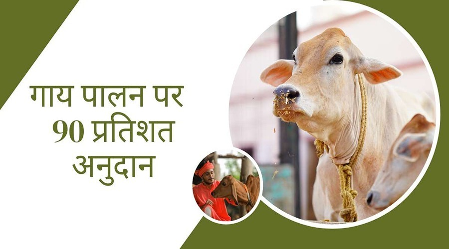 राजस्थान सरकार गाय पालने पर देगी 90 प्रतिशत अनुदान