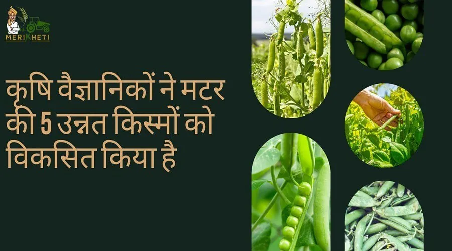 कृषि वैज्ञानिकों ने मटर की 5 उन्नत किस्मों को विकसित किया है