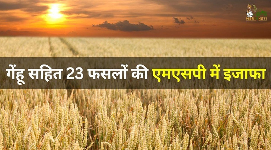 दिवाली से पूर्व केंद्र सरकार गेहूं सहित 23 फसलों की एमएसपी में इजाफा कर सकती है