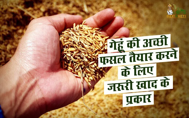 गेहूं की अच्छी फसल तैयार करने के लिए जरूरी खाद के प्रकार