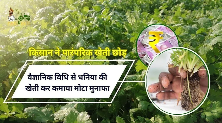 किसान ने पारंपरिक खेती छोड़ वैज्ञानिक विधि से धनिया की खेती कर कमाया मोटा मुनाफा