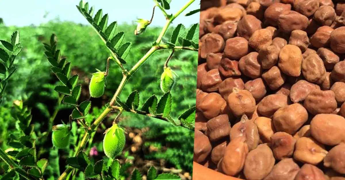भारतीय कृषि अनुसंधान संस्थान ने विकसित की चना की नयी किस्म पूसा चना 4037 अश्विनी