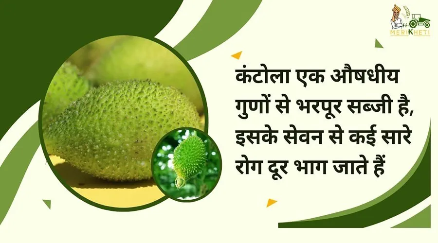 कंटोला एक औषधीय गुणों से भरपूर सब्जी है, इसके सेवन से कई सारे रोग दूर भाग जाते हैं