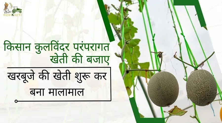 किसान कुलविंदर परंपरागत खेती की बजाए खरबूजे की खेती शुरू कर बना मालामाल