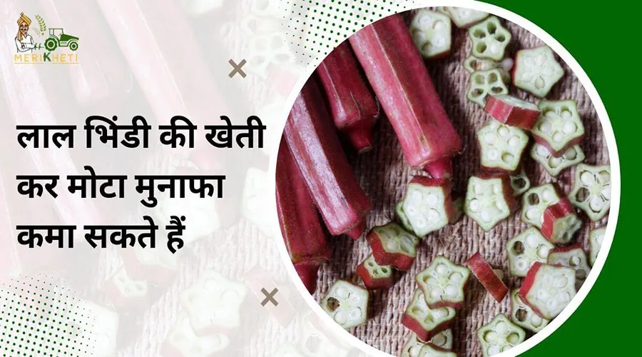 किसान भाई लाल भिंडी के औषधीय गुणों की वजह से इसकी खेती कर मोटा मुनाफा कमा सकते हैं