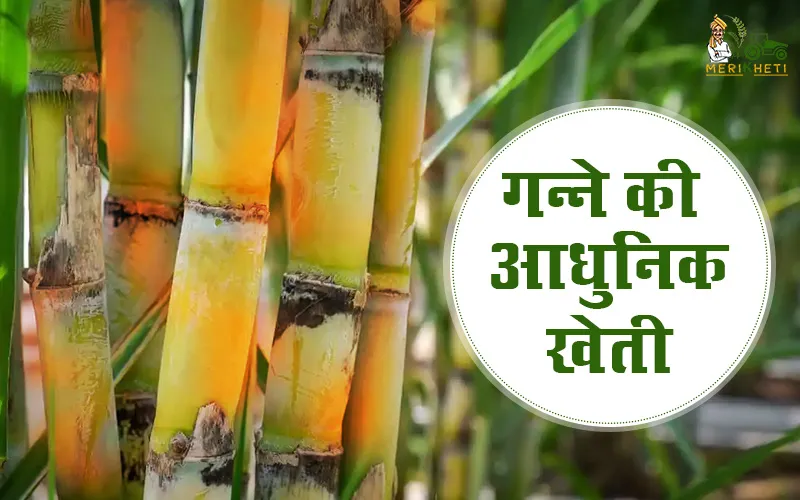 गन्ने की आधुनिक खेती की सम्पूर्ण जानकारी