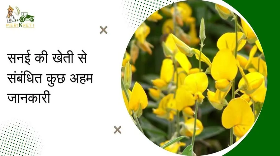 सनई की खेती से संबंधित कुछ अहम जानकारी