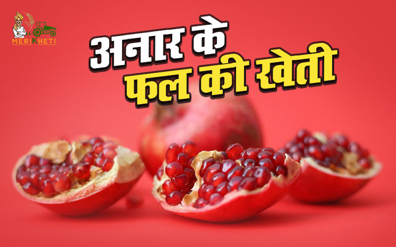 अनार की खेती (Pomegranate Farming Info in Hindi)