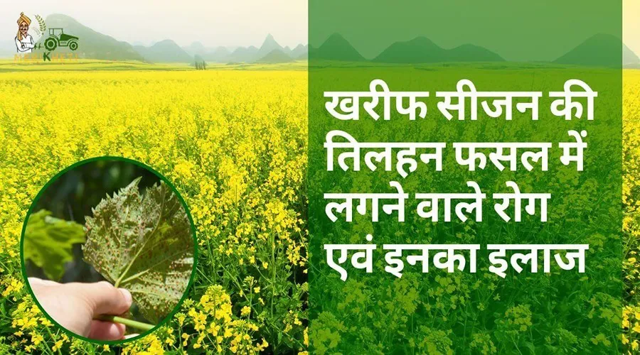 खरीफ सीजन की तिलहन फसल में लगने वाले रोग एवं इनका इलाज