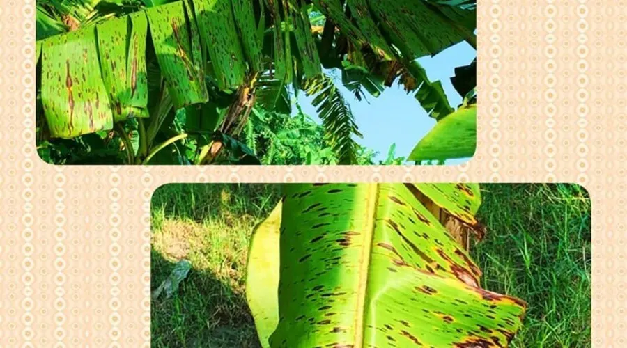 केले का सिगाटोका पत्ती धब्बा रोग, कारण, लक्षण, प्रभाव एवं प्रबंधित करने के विभिन्न उपाय