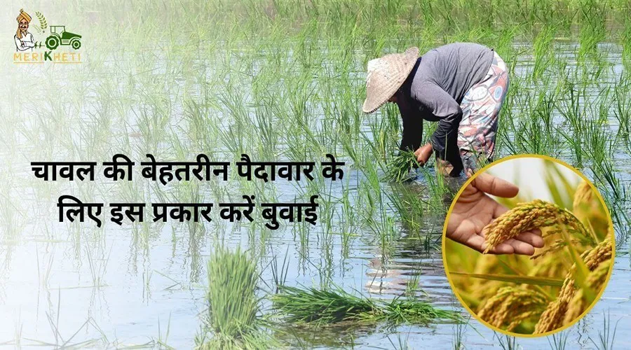 चावल की बेहतरीन पैदावार के लिए इस प्रकार करें बुवाई