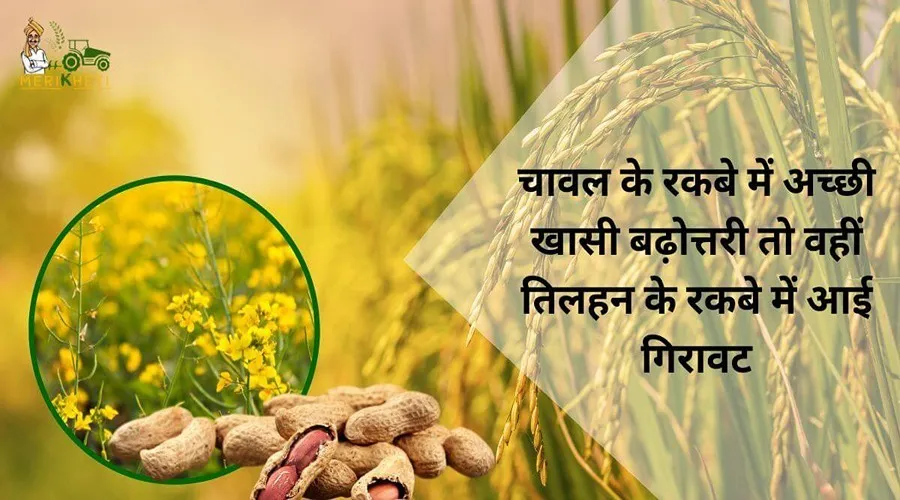 चावल के रकबे में अच्छी खासी बढ़ोत्तरी तो वहीं तिलहन के रकबे में आई गिरावट