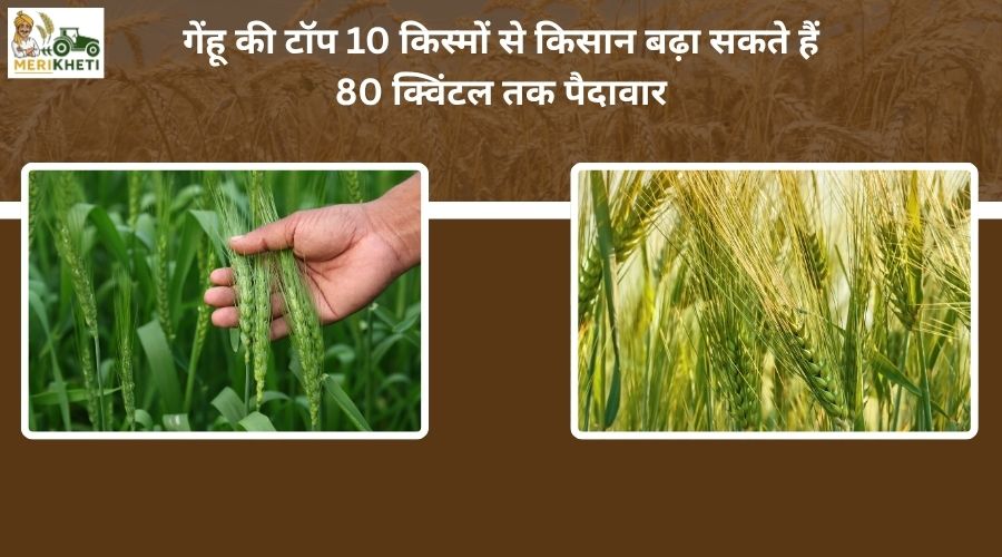 गेंहू की टॉप 10 किस्मों से किसान बढ़ा सकते हैं 80 क्विंटल तक पैदावार - जानें, पूरी जानकरी