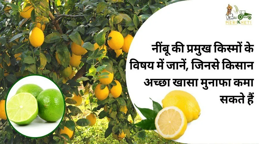 नींबू की प्रमुख किस्मों के विषय में जानें, जिनसे किसान अच्छा खासा मुनाफा कमा सकते हैं