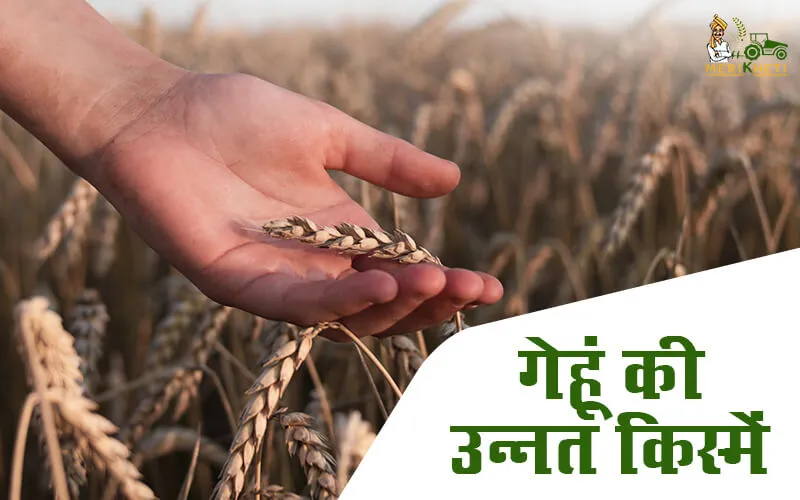 गेहूं की उन्नत किस्में, जानिए बुआई का समय, पैदावार क्षमता एवं अन्य विवरण