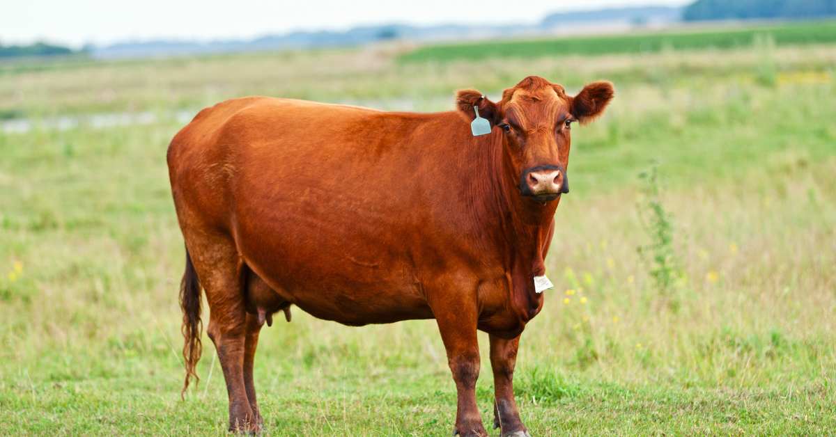 भारत में पाई जाने वाली इस नस्ल की गाय का दुग्ध उत्पादन में पहला स्थान 