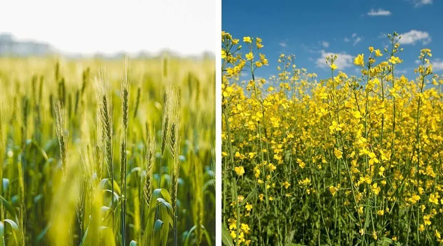Direction guidelines from Pusa scientists for Rabi season crops like wheat and mustard 