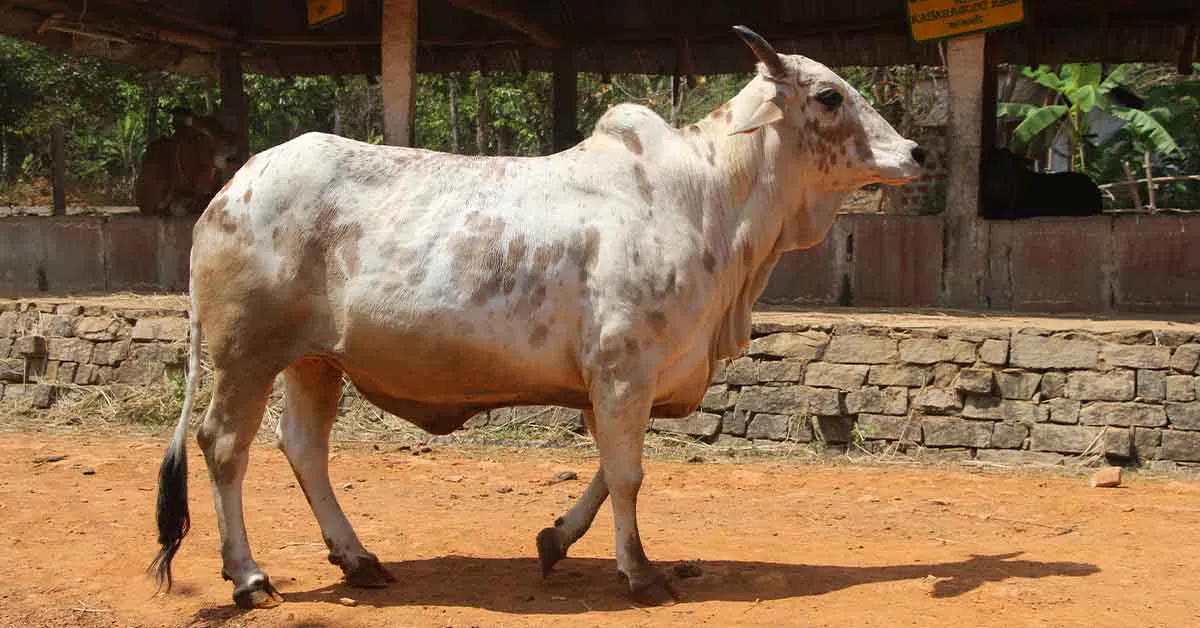 राठी गाय: एक अमूल्य भारतीय नस्ल