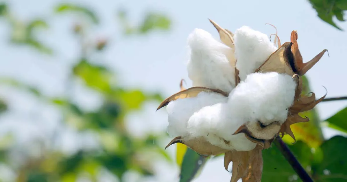 Cotton farming in India